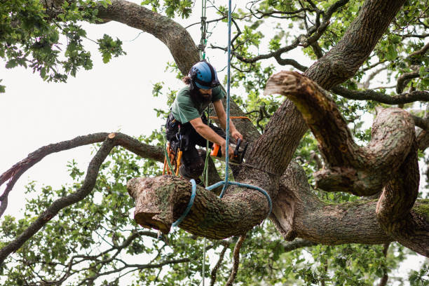 Best Leaf Removal  in Pierson, FL