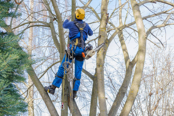 Best Arborist Consultation Services  in Pierson, FL