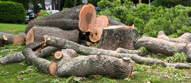 Best Commercial Tree Services  in Pierson, FL